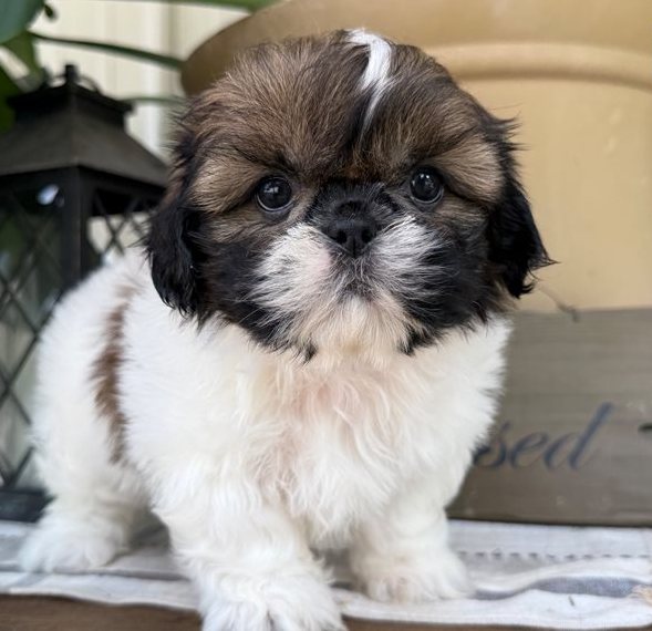 Oskar – Der gold-weiße Shih-Tzu mit dem großen Herzen - Image 5