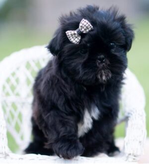 Toy Shih Tzu Hündin verfügbar Stuttgart