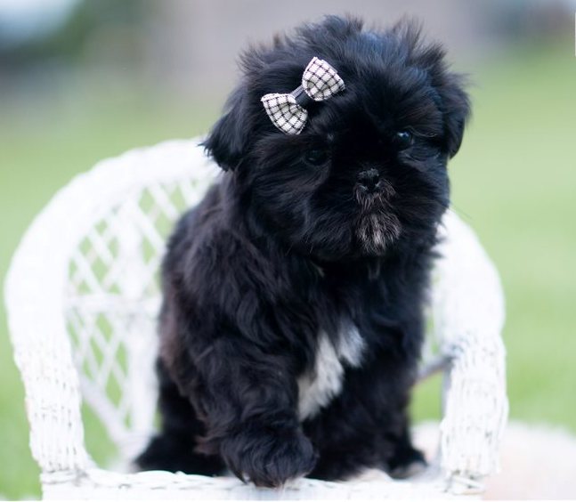 Kiro – Bezaubernde Toy-Shih-Tzu in Schwarz-Weiß - Image 2