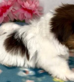 Shih Tzu Hündin mit Pedigree Luxemburg