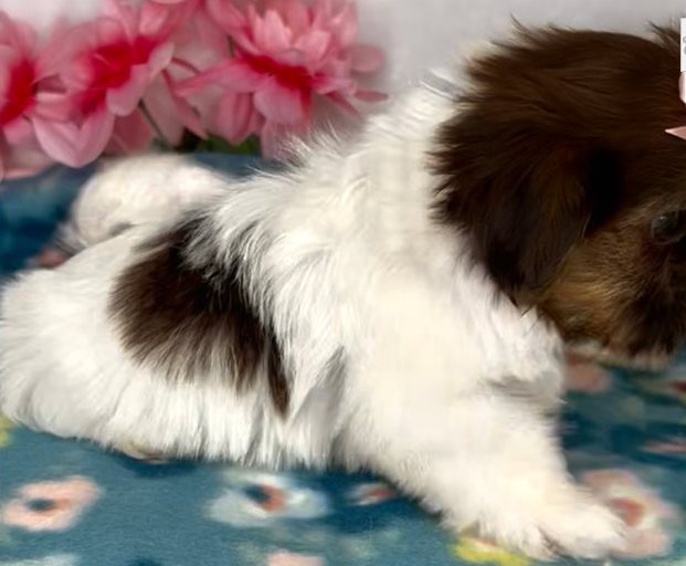 Leni – Zauberhafte Toy-Shih-Tzu-Hündin mit besonderem Look - Image 2