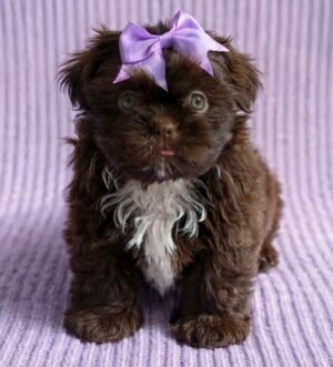 einrassige Shih Tzu Hündin Stuttgart