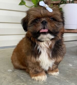 Shih Tzu Hündin mit Ahnentafel Stuttgart