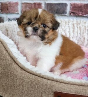 Shih Tzu Hündin mit Pedigree Luxemburg