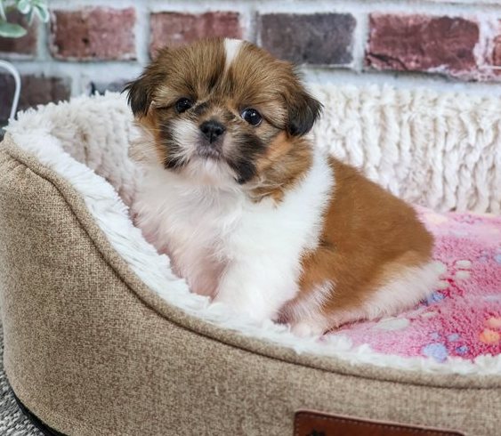 Valerie – Zauberhafte Toy-Shih-Tzu-Hündin in Gold & Weiß - Image 2