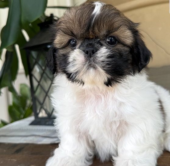 Oskar – Der gold-weiße Shih-Tzu mit dem großen Herzen - Image 7