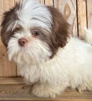 Shih Tzu Welpe kaufen München Shih Tzu Rüde abzugeben Zürich Shih Tzu Welpe reservieren Wien Weiß-schokoladenfarbener Shih Tzu Luxemburg Shih Tzu Welpe vom Züchter Genf Shih Tzu Rüde für Familie Salzburg Shih Tzu Welpe verfügbar Frankfurt