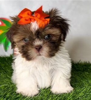 Shih Tzu Hündin mit Pedigree Luxemburg