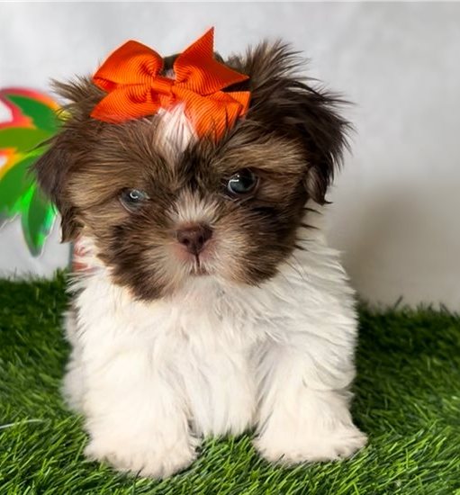 Toy Shih Tzu Hündin kaufen München