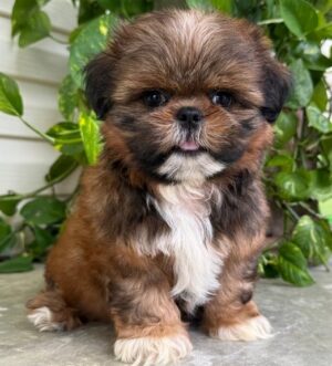 Shih Tzu Hündin mit Ahnentafel Stuttgart