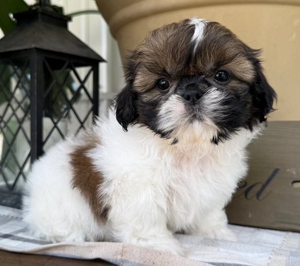 Oskar – Der gold-weiße Shih-Tzu mit dem großen Herzen - Image 6
