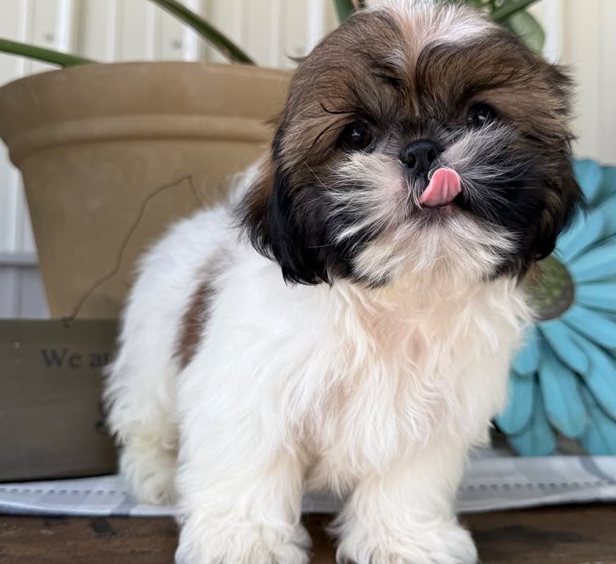 Oskar – Der gold-weiße Shih-Tzu mit dem großen Herzen - Image 8