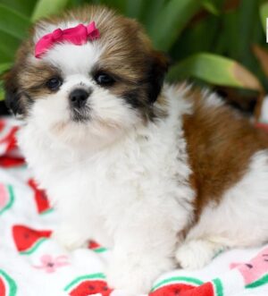 Rot weißer Shih Tzu Welpe Frankfurt