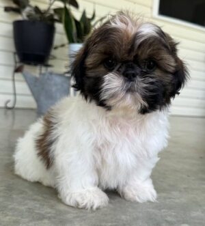 Gold-weißer Shih Tzu Monaco Shih Tzu Rüde verfügbar Prag Gesunder Shih Tzu Welpe Stuttgart