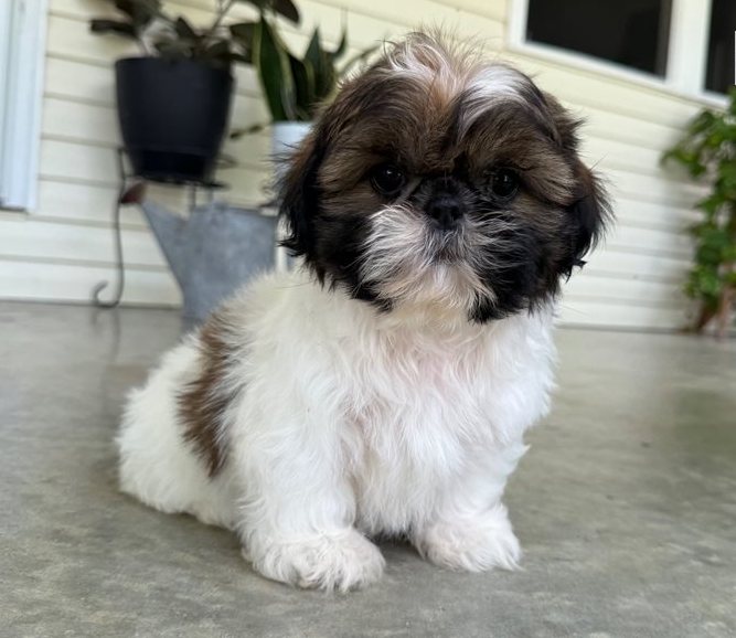 Oskar – Der gold-weiße Shih-Tzu mit dem großen Herzen - Image 2