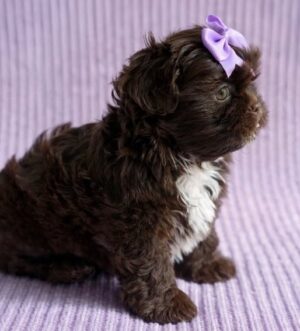 einrassige Shih Tzu Hündin Stuttgart