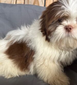 Shih Tzu Welpe kaufen München Shih Tzu Rüde abzugeben Zürich Shih Tzu Welpe reservieren Wien Weiß-schokoladenfarbener Shih Tzu Luxemburg Shih Tzu Welpe vom Züchter Genf Shih Tzu Rüde für Familie Salzburg Shih Tzu Welpe verfügbar Frankfurt
