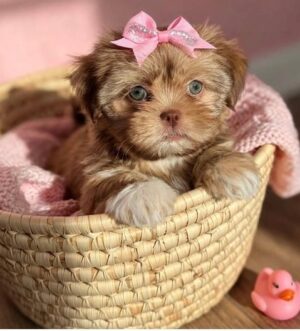 Shih Tzu Welpe aus seriöser Zucht Salzburg