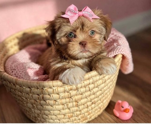 Lotte – Die bezaubernde Toy-Shih-Tzu-Prinzessin - Image 2