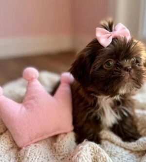 Toy Shih Tzu aus seriöser Zucht Salzburg