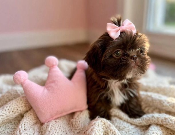 Shih Tzu Welpe mit grünen Augen Zürich