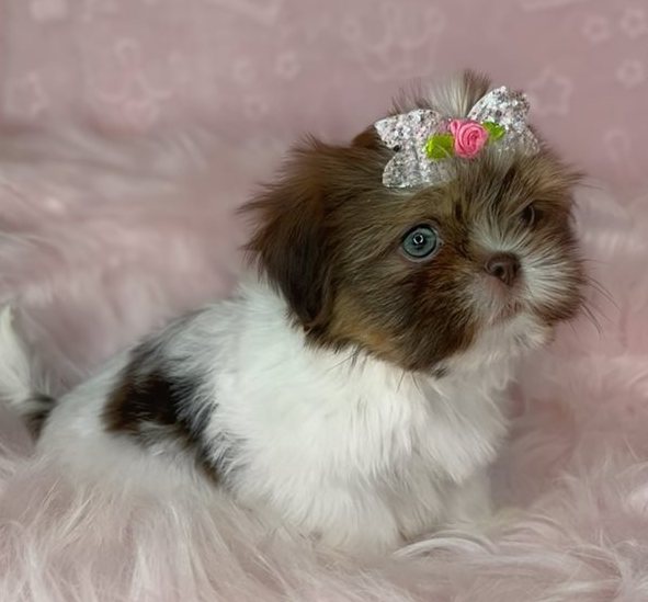 Leni – Zauberhafte Toy-Shih-Tzu-Hündin mit besonderem Look - Image 4