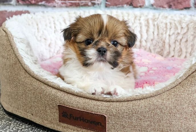 Valerie – Zauberhafte Toy-Shih-Tzu-Hündin in Gold & Weiß - Image 3