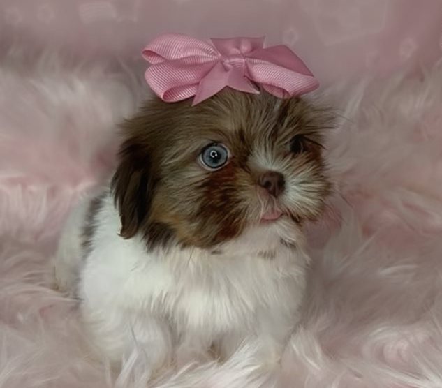 Leni – Zauberhafte Toy-Shih-Tzu-Hündin mit besonderem Look - Image 5