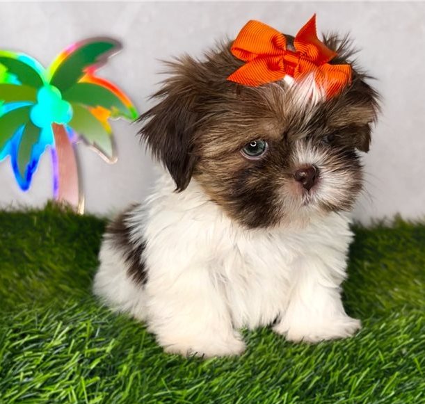 Leni – Zauberhafte Toy-Shih-Tzu-Hündin mit besonderem Look - Image 3