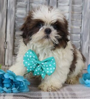 Shih Tzu Rüde vom Züchter Zürich