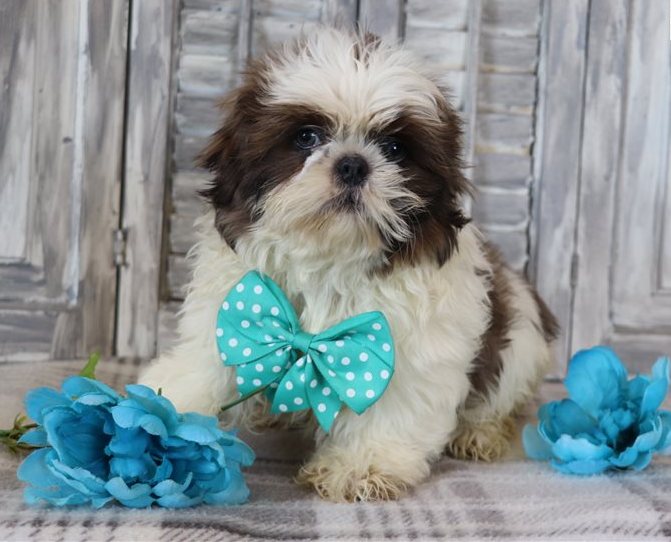 Shih Tzu Welpen kaufen München