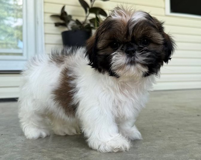Oskar – Der gold-weiße Shih-Tzu mit dem großen Herzen - Image 3