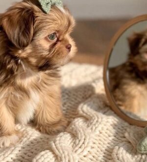 Shih Tzu Welpe aus seriöser Zucht Salzburg