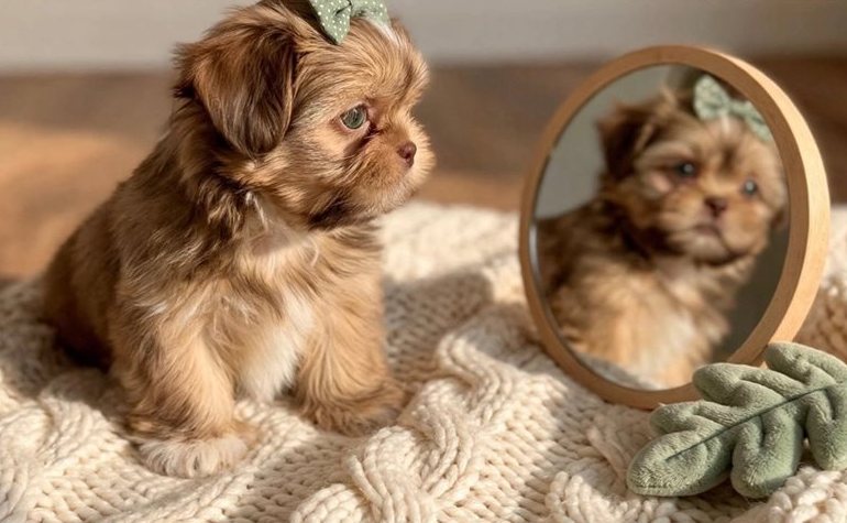 Toy Shih Tzu mit Ahnentafel Monaco