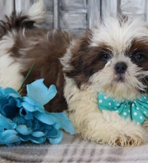 Shih Tzu Rüde vom Züchter Zürich