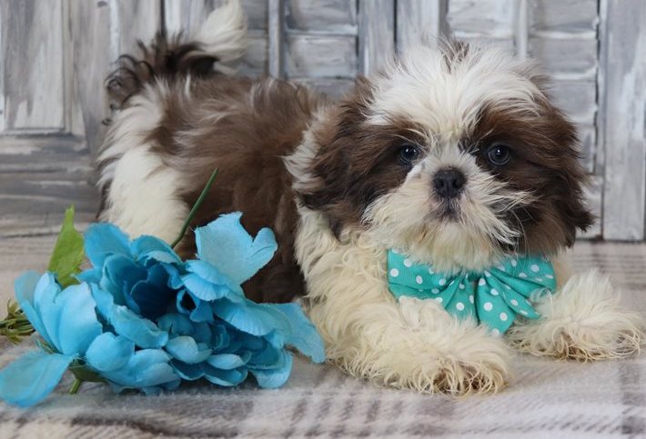 Jorry – Der weiß-brindle Shih-Tzu-Charmeur - Image 2