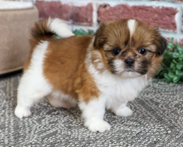 Valerie – Zauberhafte Toy-Shih-Tzu-Hündin in Gold & Weiß - Image 4