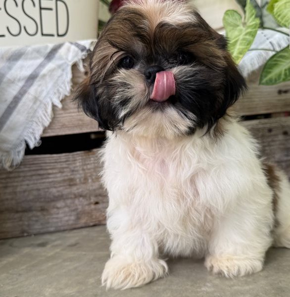 Oskar – Der gold-weiße Shih-Tzu mit dem großen Herzen - Image 4