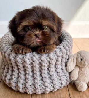 Teacup Shih Tzu Welpe kaufen München Schoko Shih Tzu Rüde Zürich Teacup Shih Tzu Welpe reservieren Wien Shih Tzu Welpen Züchter Luxemburg