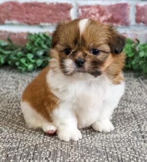 Shih Tzu Hündin mit Pedigree Luxemburg