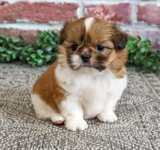 Reinrassige Shih Tzu Hündin Prag