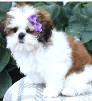 Rot weißer Shih Tzu Welpe Frankfurt