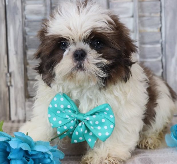 Jorry – Der weiß-brindle Shih-Tzu-Charmeur - Image 3