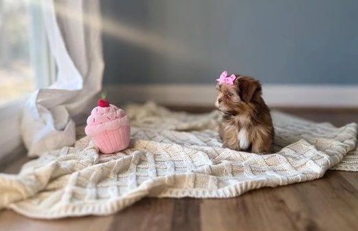 Lotte – Die bezaubernde Toy-Shih-Tzu-Prinzessin - Image 3