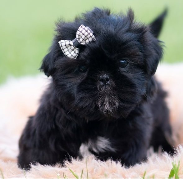 Kiro – Bezaubernde Toy-Shih-Tzu in Schwarz-Weiß - Image 3