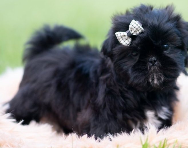 Kiro – Bezaubernde Toy-Shih-Tzu in Schwarz-Weiß - Image 4