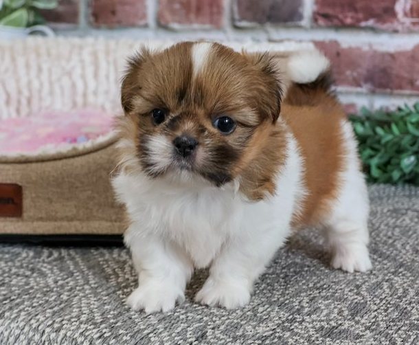Valerie – Zauberhafte Toy-Shih-Tzu-Hündin in Gold & Weiß - Image 5