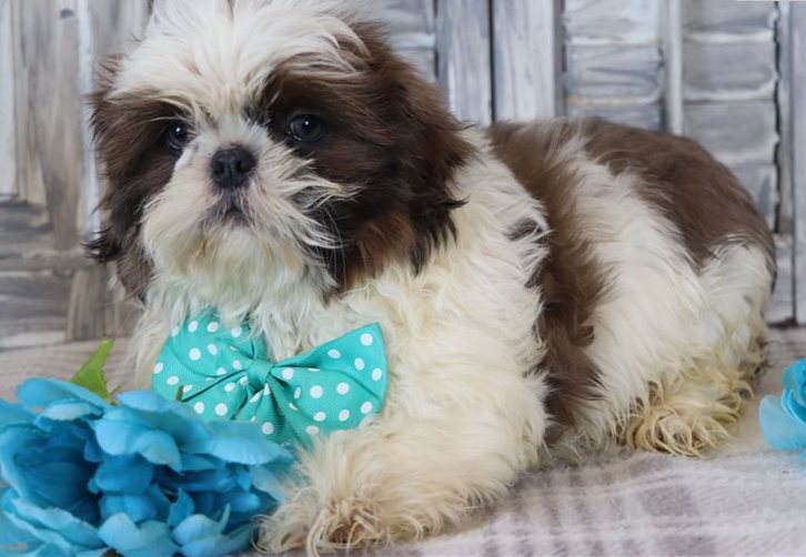 Jorry – Der weiß-brindle Shih-Tzu-Charmeur - Image 4