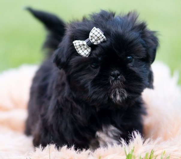 Kiro – Bezaubernde Toy-Shih-Tzu in Schwarz-Weiß - Image 5
