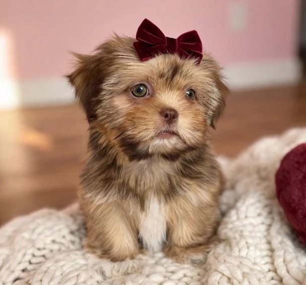 Lotte – Die bezaubernde Toy-Shih-Tzu-Prinzessin - Image 4